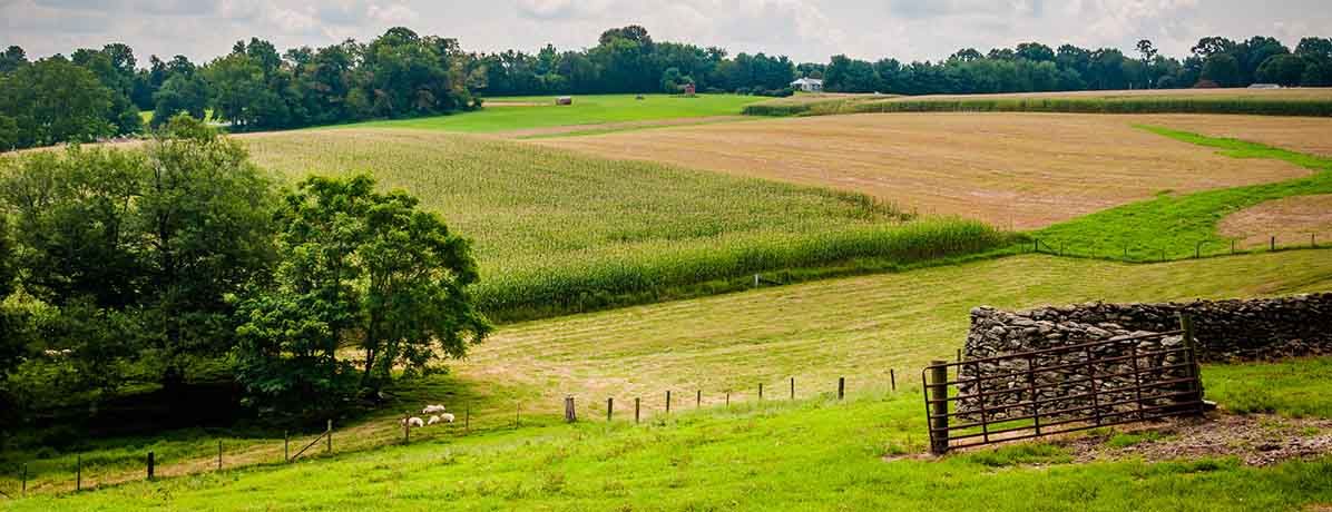 Confira como montar o plano de negócios da sua propriedade rural!