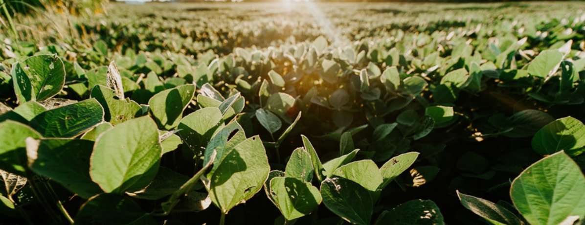 Plantação de soja no Brasil: ainda vale a pena investir nesse cultivo?