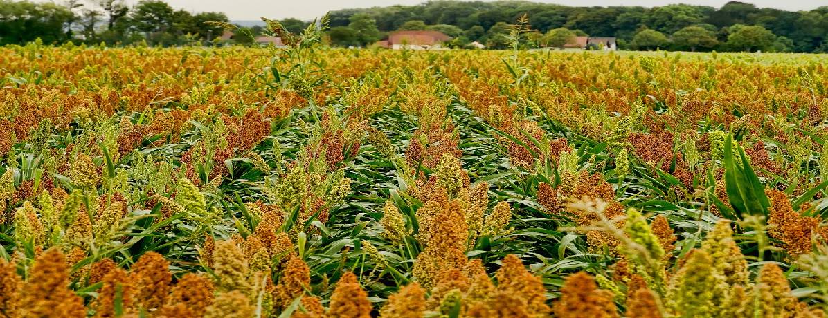 Sorgo: tudo o que você precisa saber sobre a cultura deste cereal