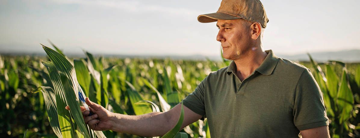 Entenda aqui como aumentar a produtividade agrícola