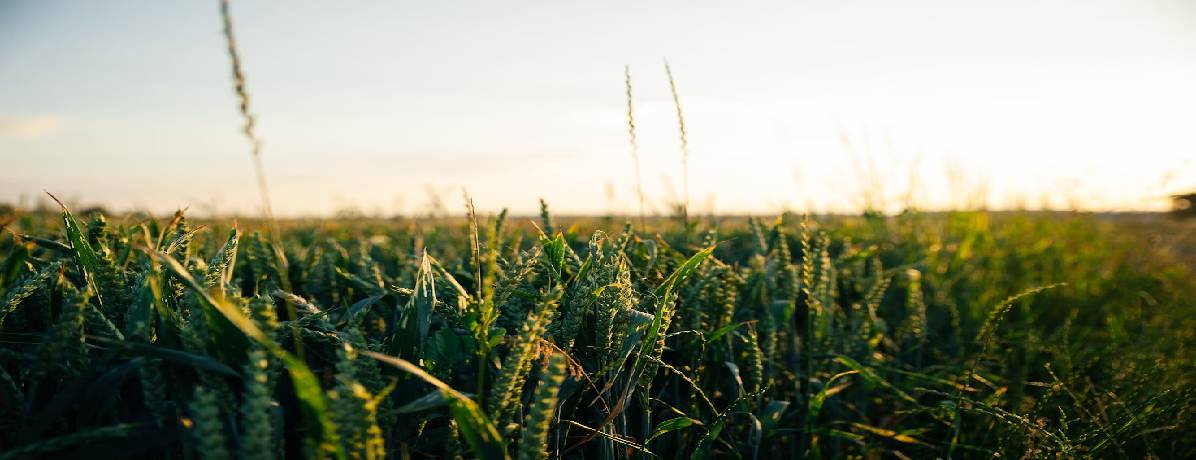 Seguro agrícola: o que é, como funciona, quanto custa e como contratar um