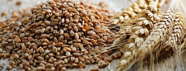 Triticale: entenda o que é, como cultivar e porque é uma boa alternativa