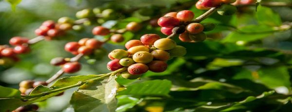 Veja como cultivar pé de café e aumentar a produtividade da plantação