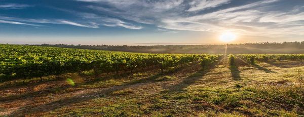 Qual a diferença entre hectare e alqueire? Calcule a área de terra